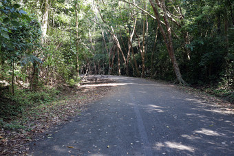 森林中的小路道路摄影