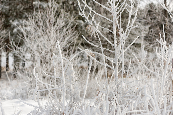 冰霜雾凇中的树枝树林