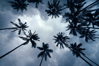 仰视拍摄的椰子树摄影