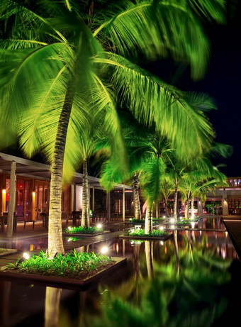 夜晚亮着灯的椰子树摄影
