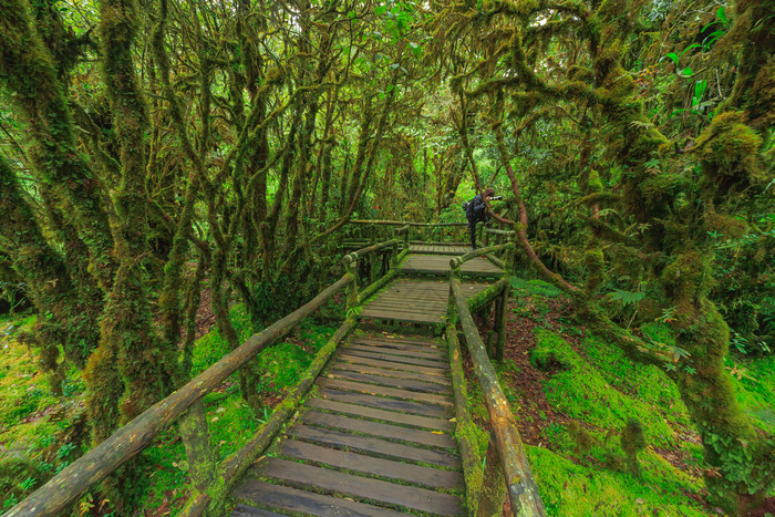 旅游境地树林台阶小道摄影图