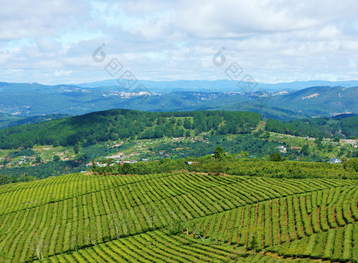 青山山林田地景色