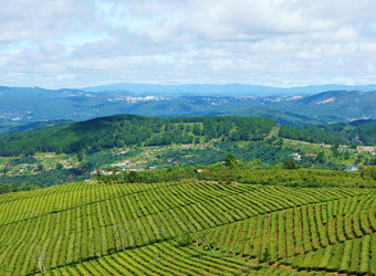 青山山林田地景色