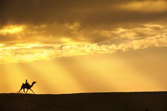 黄昏时候行走在沙地上面的骆驼