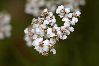 纯白色的野花摄影图