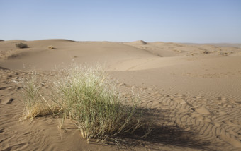 沙漠上的青草摄影图