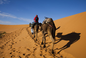 黄色沙漠上行走的骆驼