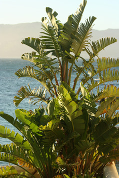 椰树植物海洋风景图
