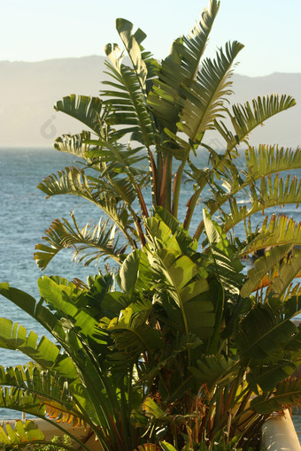 <strong>椰树</strong>植物海洋风景图