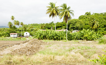 <strong>夏季野外</strong>棕榈树林风景