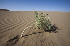 沙漠荒漠树木摄影图