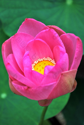 粉红色观赏荷花植物摄影图