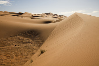 沙丘沙漠荒凉植物