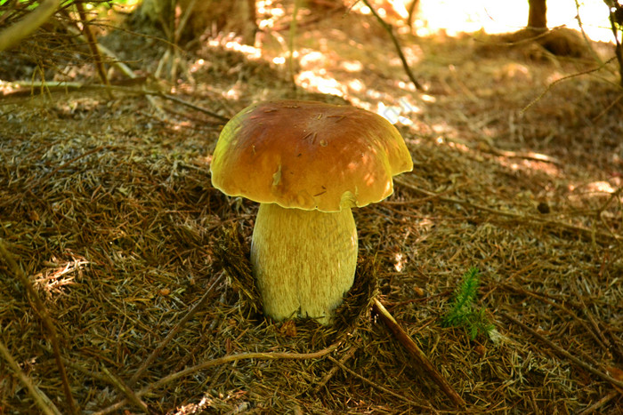 深林生长的蘑菇摄影图