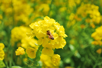 黄色花朵上的蜜蜂摄影图