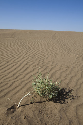 <strong>沙漠荒漠</strong>小树苗摄影图