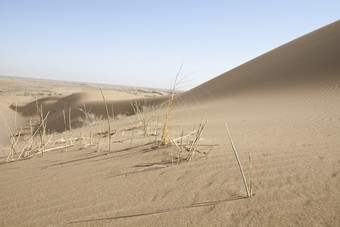 荒凉沙漠上的干枯植物