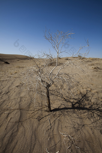 沙漠上的枯树树木