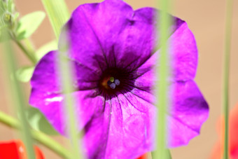 <strong>紫色的小花花</strong>朵摄影