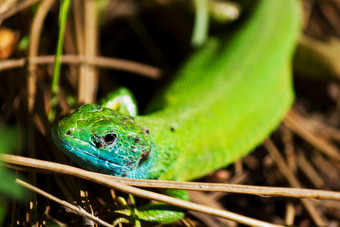 绿色的蜥蜴小动物摄影