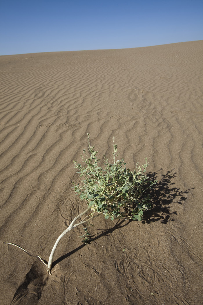 沙粒沙漠荒漠树苗摄影图