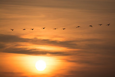 黄昏天空中的飞鸟摄影图