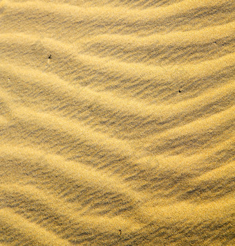 黄金沙漠上的近景图