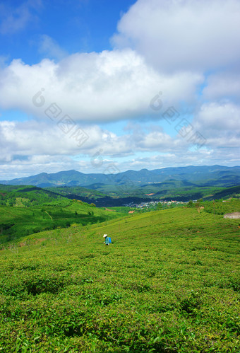 晴天茶园的优美风景