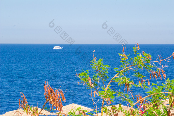 大海海岸边的绿植