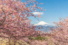 河津佐加良和山富士在春暖花开的季节