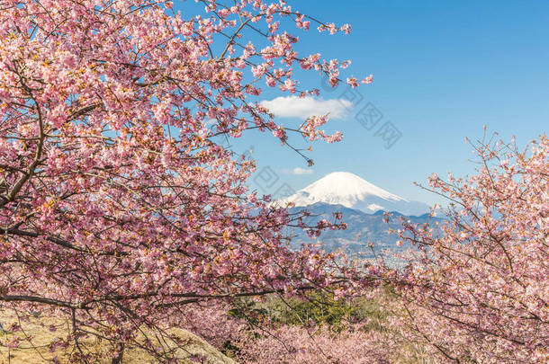 河津佐加良和山富士在春暖<strong>花</strong>开的季节