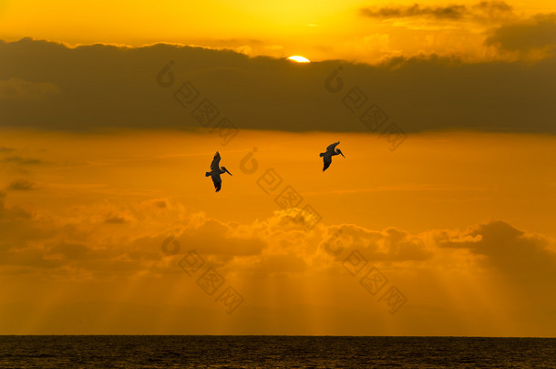 海洋的夕阳的<strong>天空</strong>的云朵酸涩飞行的鸟类