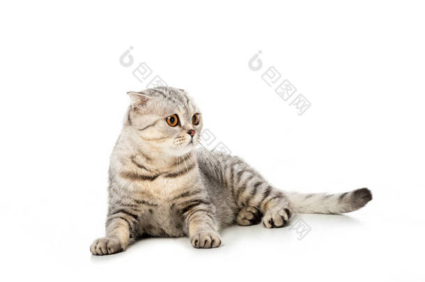 <strong>条纹</strong>英国短毛猫猫看着远离孤立的白色背景 