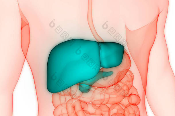 人体内消化<strong>器官</strong>肝解剖。3D 