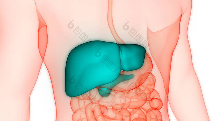 人体内消化器官肝解剖。3D 