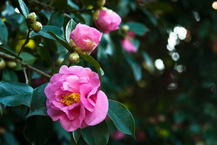 山茶花