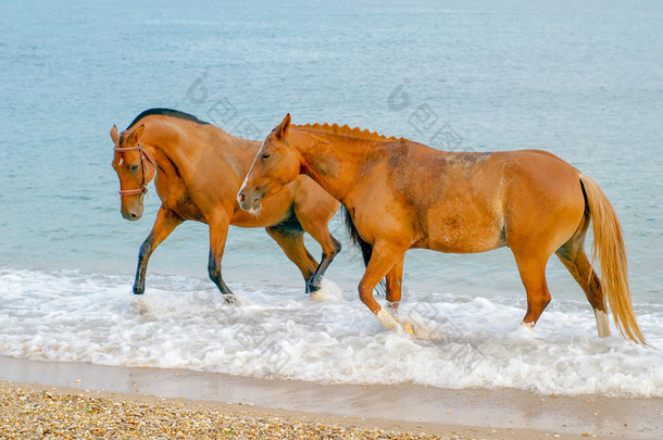 在海浪中走在一起的两个红马
