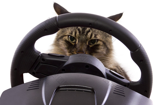 猫驾驶方向盘