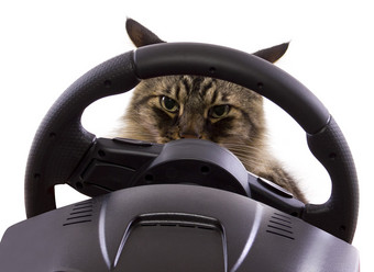 猫驾驶方向盘图片