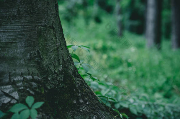 背景为绿色草地的树干特写镜头