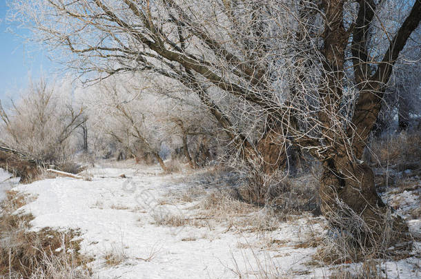 明亮的<strong>冬天</strong>森林与雪, 美丽的野生风景与树和林间空地