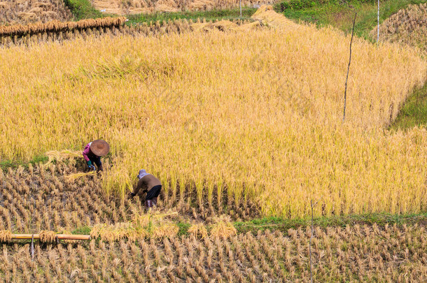 泰国农民在湄省