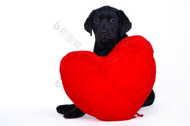 黑色拉布拉多犬用红色的心