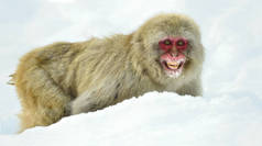 雪猴在雪地上。冬天的季节。日本猕猴 (科学名字: 猕猴 fuscata), 也被称为雪猴.