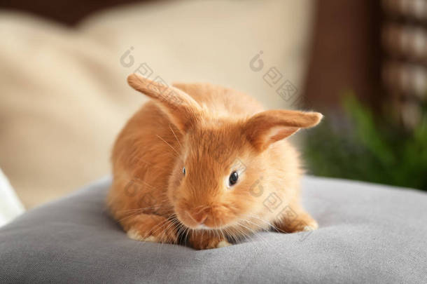 可爱毛茸茸的小兔子在枕头在家