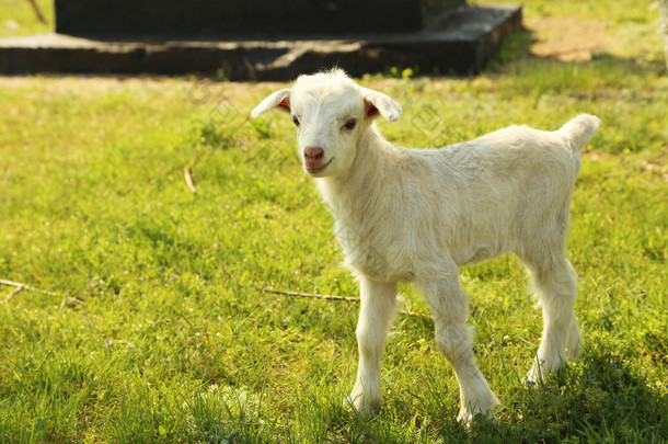 <strong>年轻</strong>的 goatling 户外