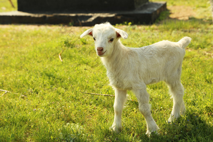 年轻的 goatling 户外