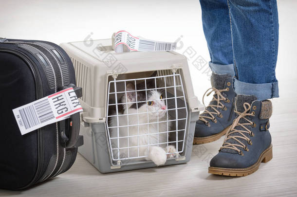猫在航空公司货物宠物承运人