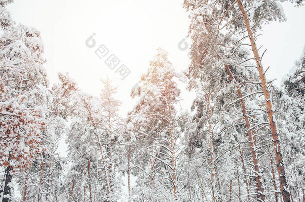 雪的冬季森林和阳光的低角度视图