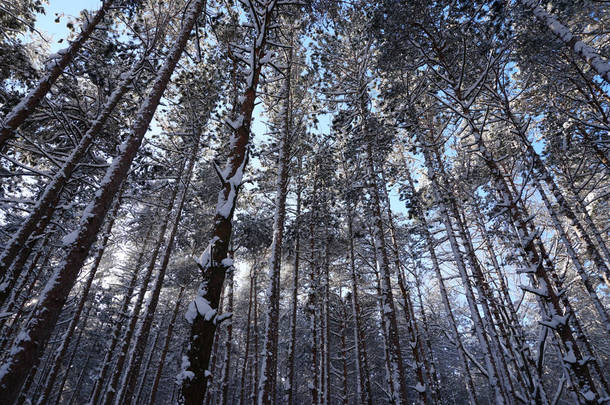 抬头看着松树和被雪覆盖的森林地板, 太阳在树上闪耀.